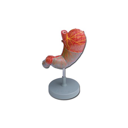 MODELLO STOMACO - 2 parti - 1,5X