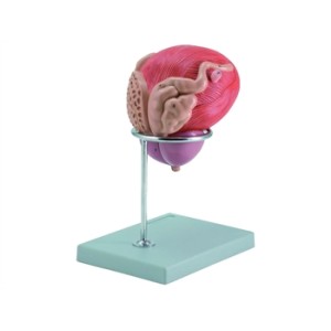 MODELLO VESCICA + PROSTATA - 2 parti - 3X
