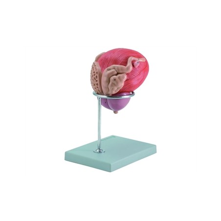MODELLO VESCICA + PROSTATA - 2 parti - 3X