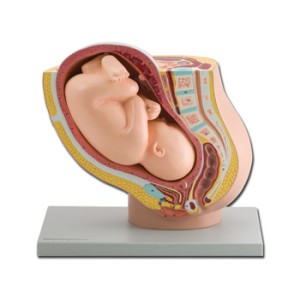 MODELLO PELVICO + FETO - 1X