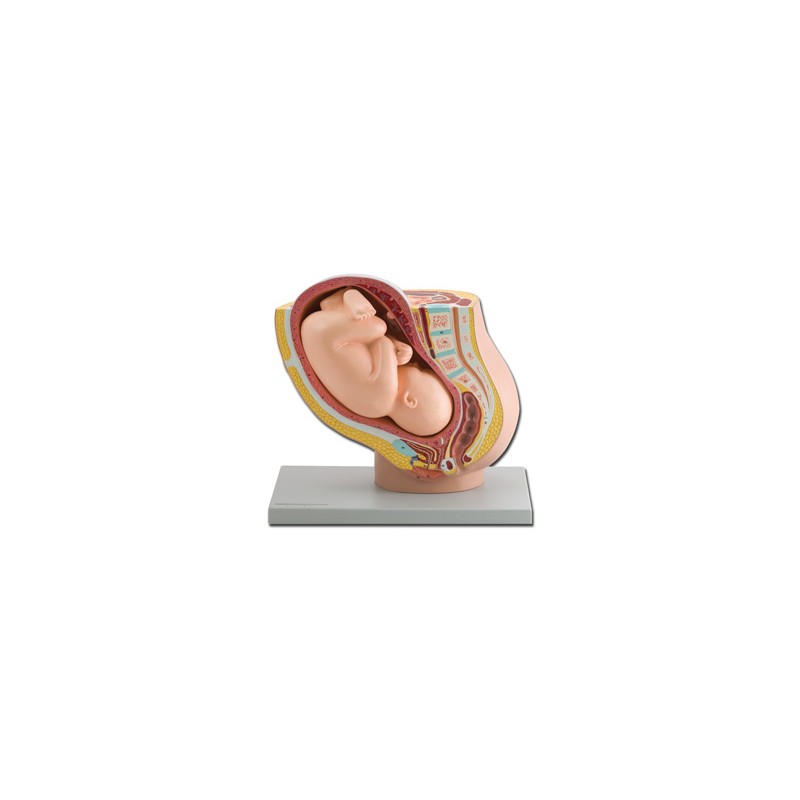 MODELLO PELVICO + FETO - 1X