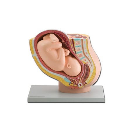 MODELLO PELVICO + FETO - 1X