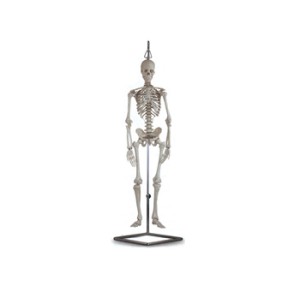 MINI SCHELETRO