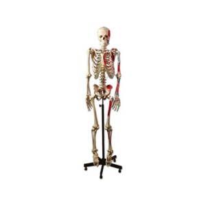 MODELLO SCHELETRO MUSCOLARE