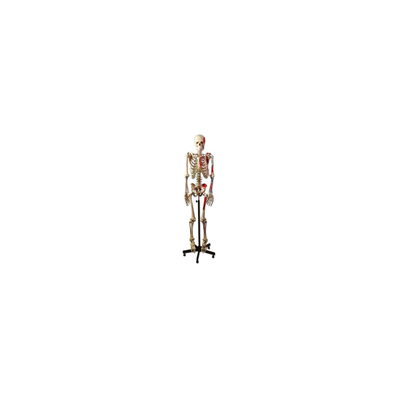 MODELLO SCHELETRO MUSCOLARE
