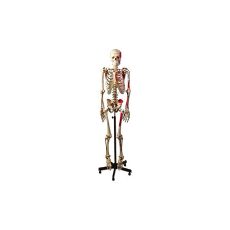 MODELLO SCHELETRO MUSCOLARE