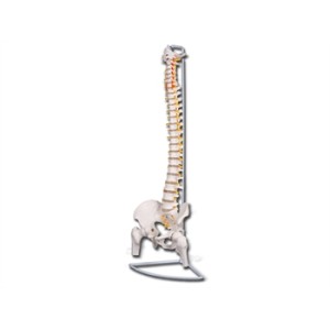 MOD. COLONNA VERTEBRALE CON FEMORI LINEA "VALUE"