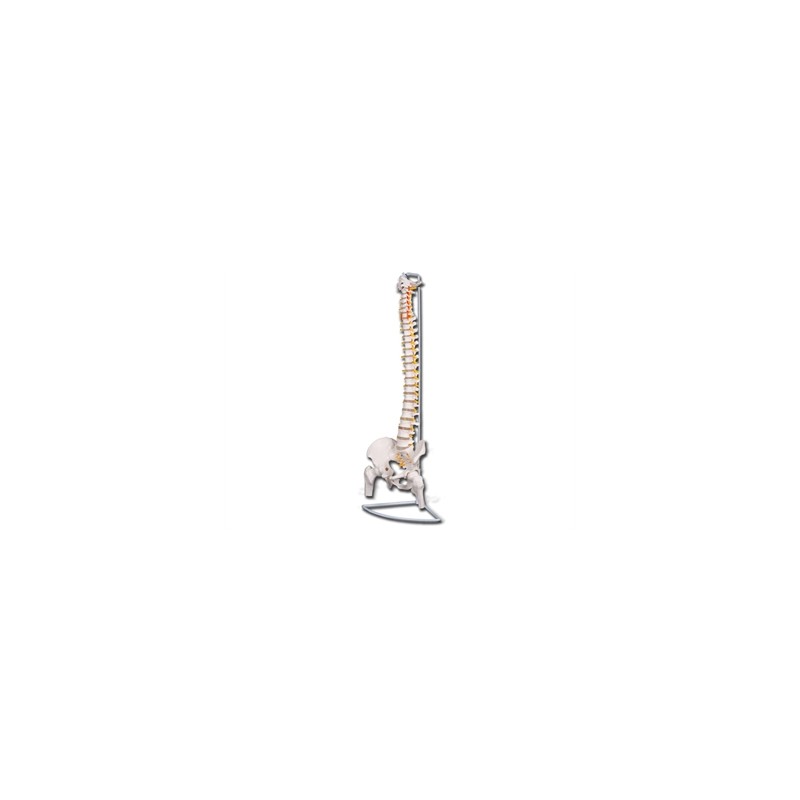 MOD. COLONNA VERTEBRALE CON FEMORI LINEA "VALUE"