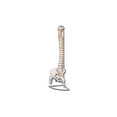 MOD. COLONNA VERTEBRALE CON FEMORI LINEA "VALUE"