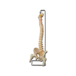 MOD. COLONNA VERTEBRALE CON FEMORI