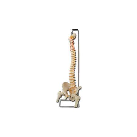 MOD. COLONNA VERTEBRALE CON FEMORI
