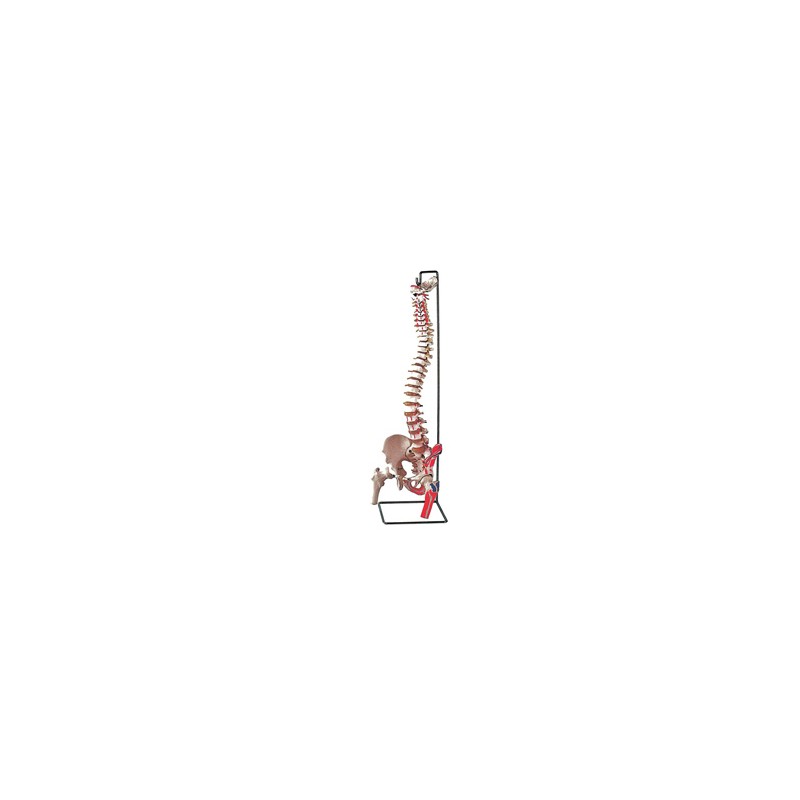 MOD. COLONNA VERTEBRALE CON FEMORI + muscolatura