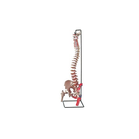 MOD. COLONNA VERTEBRALE CON FEMORI + muscolatura