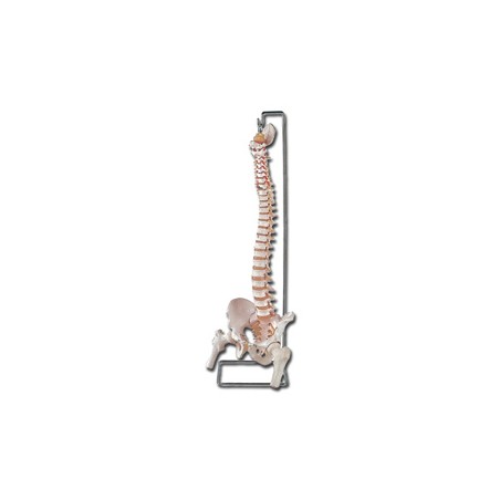 MOD. COLONNA VERTEBRALE CON FEMORI + osso sacro