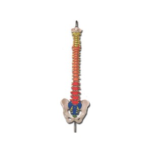 MOD. COLONNA VERTEBRALE con codice colori