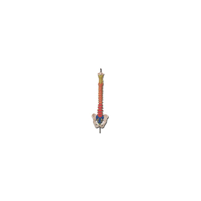 MOD. COLONNA VERTEBRALE con codice colori