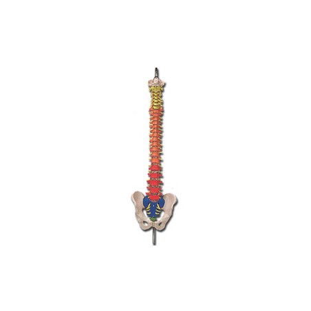 MOD. COLONNA VERTEBRALE con codice colori