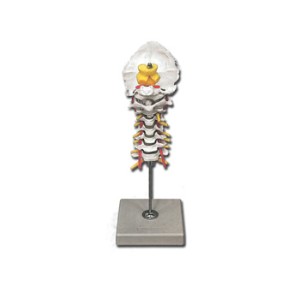 MODELLO COLONNA CERVICALE