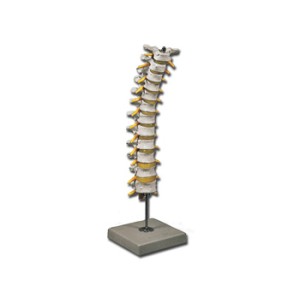 MODELLO COLONNA TORACICA
