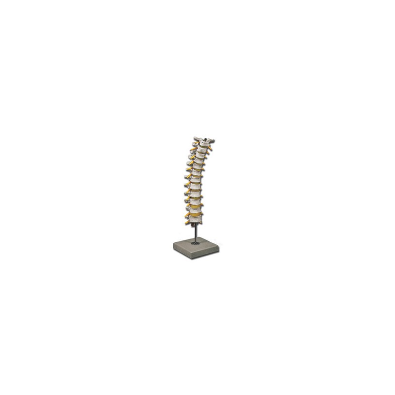 MODELLO COLONNA TORACICA