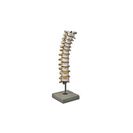 MODELLO COLONNA TORACICA