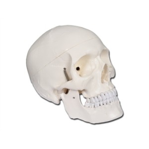 MODELLO CRANIO LINEA "VALUE" - 1X - 3 parti