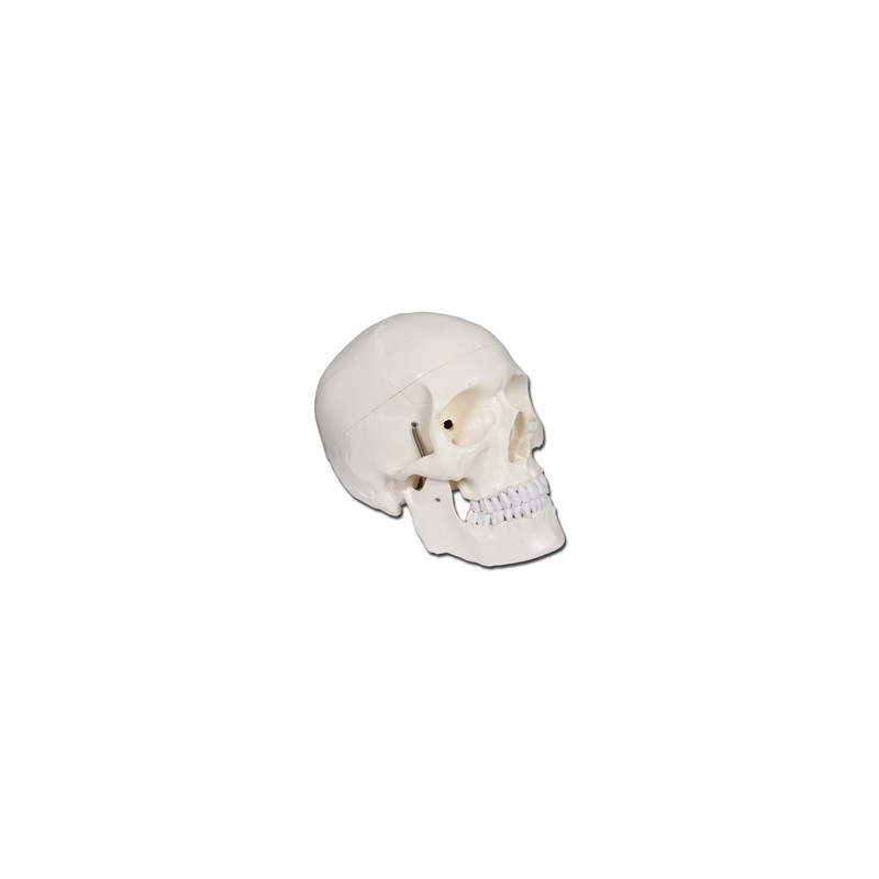 MODELLO CRANIO LINEA "VALUE" - 1X - 3 parti