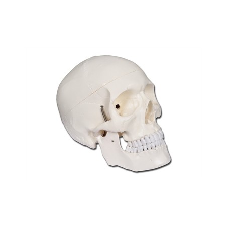 MODELLO CRANIO LINEA "VALUE" - 1X - 3 parti