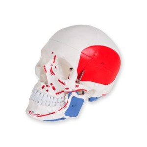 MODELLO CRANIO LINEA "VALUE" - 1X - 3 parti - numerato