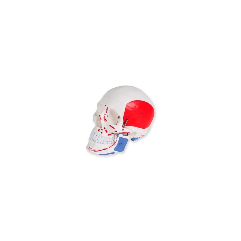 MODELLO CRANIO LINEA "VALUE" - 1X - 3 parti - numerato