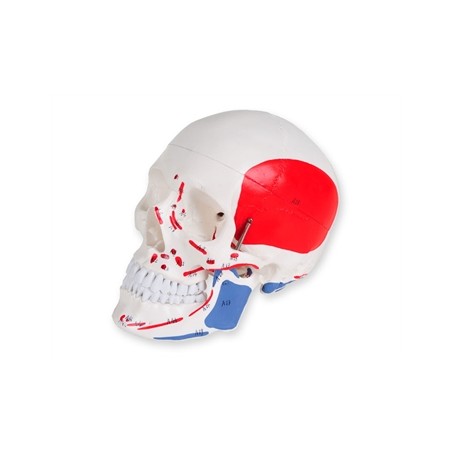 MODELLO CRANIO LINEA "VALUE" - 1X - 3 parti - numerato
