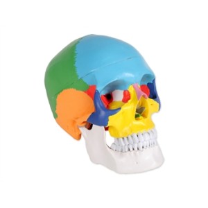 MODELLO CRANIO LINEA "VALUE" - 1X - 3 parti - colorato