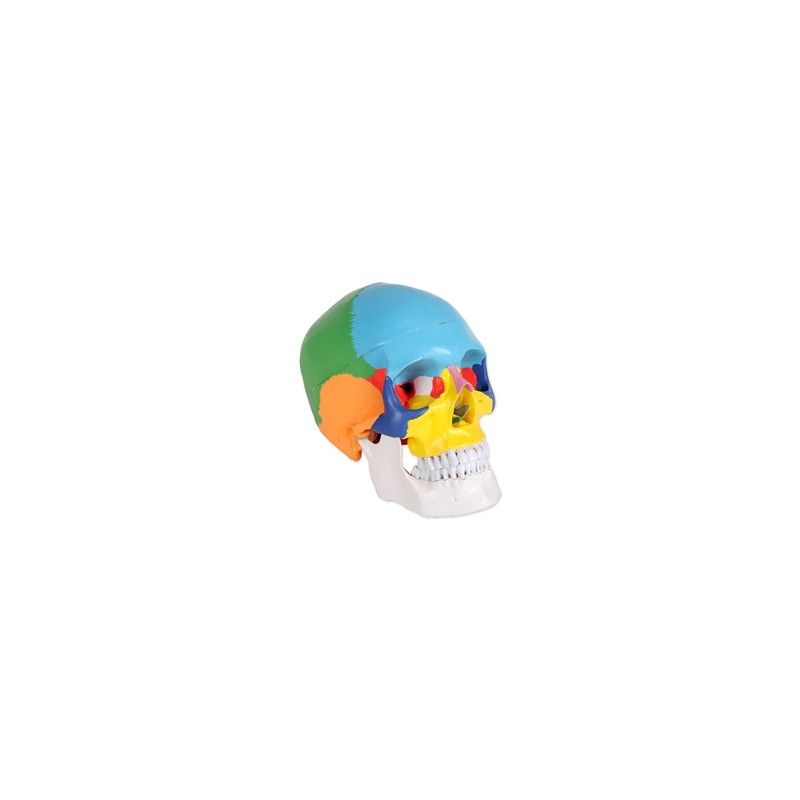 MODELLO CRANIO LINEA "VALUE" - 1X - 3 parti - colorato