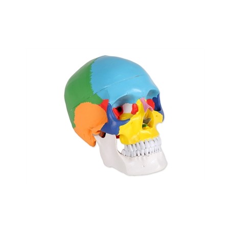 MODELLO CRANIO LINEA "VALUE" - 1X - 3 parti - colorato