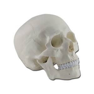 MODELLO CRANIO - 1X - 3 parti