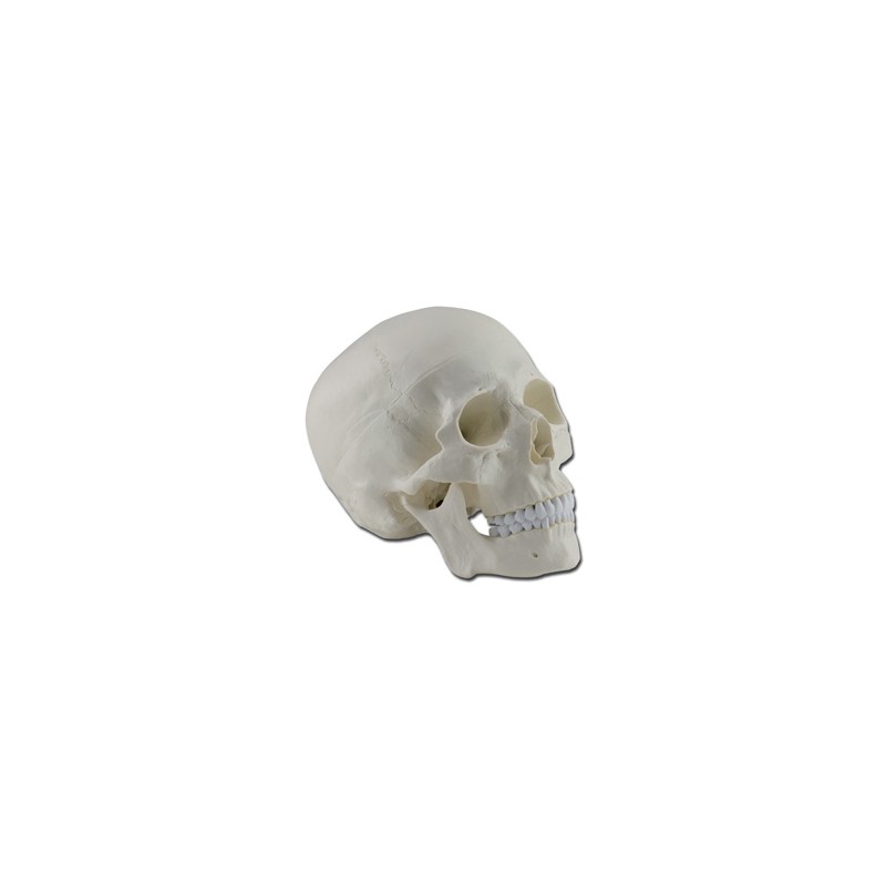 MODELLO CRANIO - 1X - 3 parti