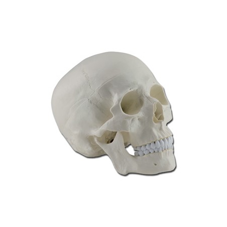 MODELLO CRANIO - 1X - 3 parti