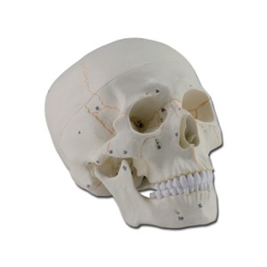 MODELLO CRANIO - 1X - 3 parti - numerato