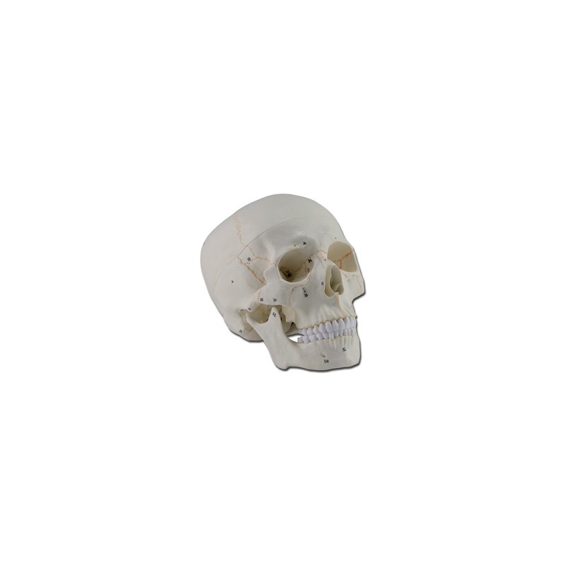 MODELLO CRANIO - 1X - 3 parti - numerato