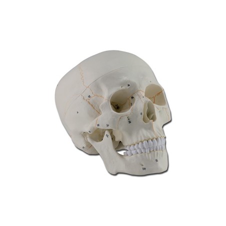 MODELLO CRANIO - 1X - 3 parti - numerato