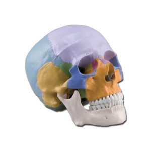MODELLO CRANIO - 1X - 3 parti - colorato
