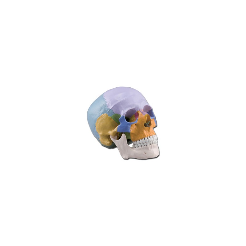 MODELLO CRANIO - 1X - 3 parti - colorato