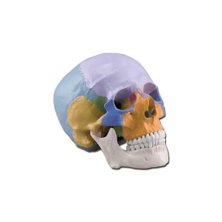 MODELLO CRANIO - 1X - 3 parti - colorato