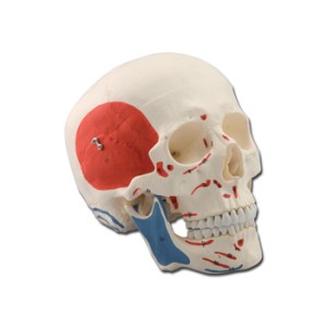 MODELLO CRANIO - 1X - 3 parti - muscolare