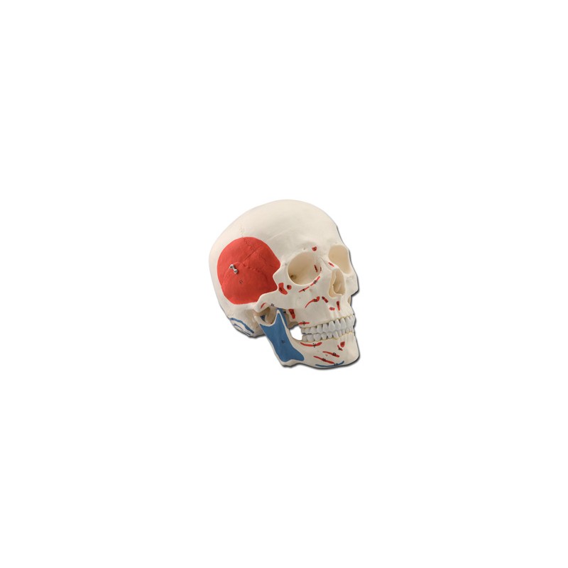 MODELLO CRANIO - 1X - 3 parti - muscolare