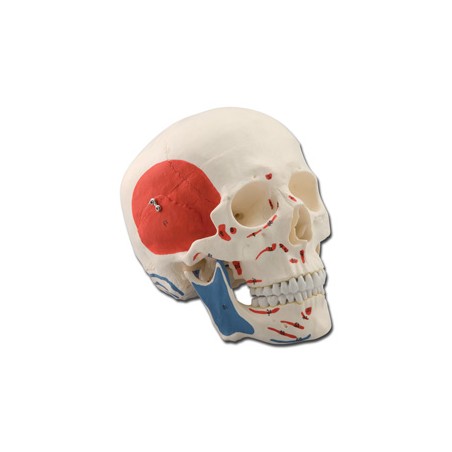 MODELLO CRANIO - 1X - 3 parti - muscolare