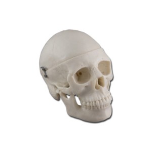 MODELLO MINI CRANIO - 0,5X