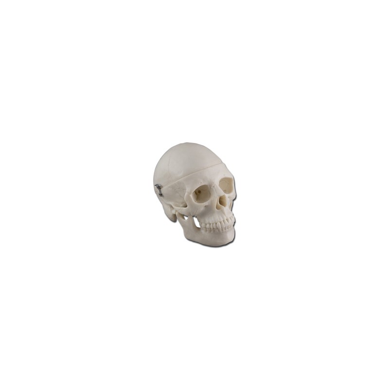 MODELLO MINI CRANIO - 0,5X