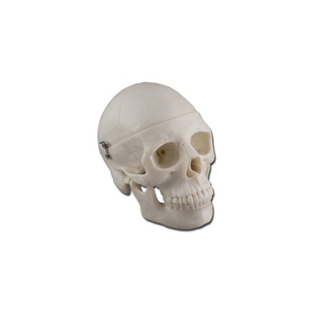 MODELLO MINI CRANIO - 0,5X