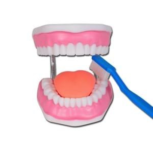 MODELLO IGIENE DENTALE LINEA "VALUE"